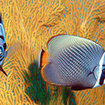 Red-tailed butterflyfish can be seen at Koh Tarutao