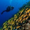 PADI Adventure Diver in Thailand - Underwater Photography