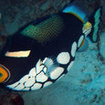 A clown triggerfish at Koh Tachai Island