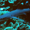 Whitetip reef sharks can be found at the dive sites of Krabi