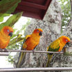 Beautiful parrots in Phuket