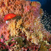 A coral grouper circles a coral bommie at Koh Lipeh