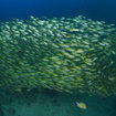 A school of snapper at Hin Daeng