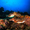 Cuttlefish can be found in the Gulf of Thailand