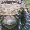 A defensive porcupinefish at Koh Tarutao, southern Thailand