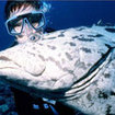 A potato grouper investigates a scuba diver at Burma Banks