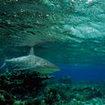 A shark at Black Rock, Myanmar