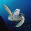 Green turtles at Koh Tao, Gulf of Thailand