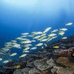 Fusiliers swim over a bank of plate corals at the Similans