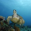 Turtles are common sightings at the Similans