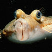 Close up of a flounder, found in Krabi