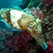A cuttlefish explores the reef at Surin for food