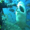 PADI Divemasters work in many sectors of recreational diving