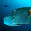 A Napoleon wrasse at the Surin Islands, a rare sight in Thailand
