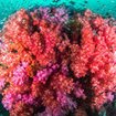 An amazing red soft coral bommie in Thailand