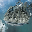 A whale shark passes divers at Richelieu Rock