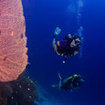 Gorgonian fans in the depths at Richelieu Rock