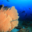 Gorgonian fans on the east coast of Koh Rok