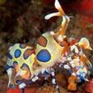 Harlequin shrimp can be found at Thailand's best dive spots