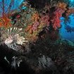 Lionfish at Koh Ha, Thailand