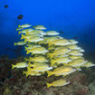 A school of blue-lined snapper in Khao Lak