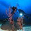 Similan Islands underwater scenery