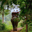 Elephant trekking is popular in Thailand but their training involves physical abuse