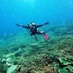 Peak Performance Buoyancy course in PADI Thailand