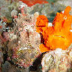 Two frogfish at Richelieu Rock