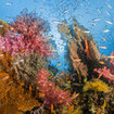 Healthy reef scene from Surin Island