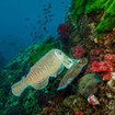 Cuttlefish mating at Shark Cave, Burma