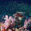 Lionfish at night crosses the reef of Hin Muang