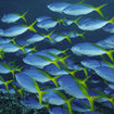 Fusiliers at the Krabi dive sites