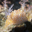 Nudibranchs can be found at Koh Rok, Thailand