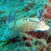 Colourful nudibranchs are one of the highlights of diving in Krabi