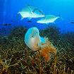 Golden trevally inspect a jellyfish at Koh Ha
