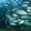 Schools of bigeye trevally at Richelieu Rock