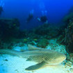 A leopard shark rests at Richelieu Rock