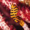 A tiger egg cowrie at Richelieu Rock