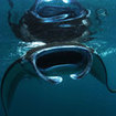 A manta ray feeds in the shallows in the Mergui Archipelago