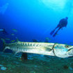 A great barracuda visits Hin Daeng in southern Thailand