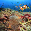 A vibrant mix of marine life at Koh Tachai