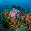 A typical reef scene from Koh Tachai Plateau