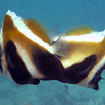 Phantom bannerfish at Racha Noi