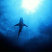 A reef shark swims overhead at Hin Muang, in the south of Thailand