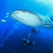 A whale shark enthralls divers at Chumphon Pinnacle