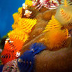 Colourful Christmas tree worms are found at Koh Phi Phi