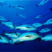 A school of black snapper in Burma