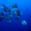 A school of batfish at North Twin Island, Mergui Archipelago