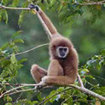 The Gibbon Sanctuary of Phuket is world famous
